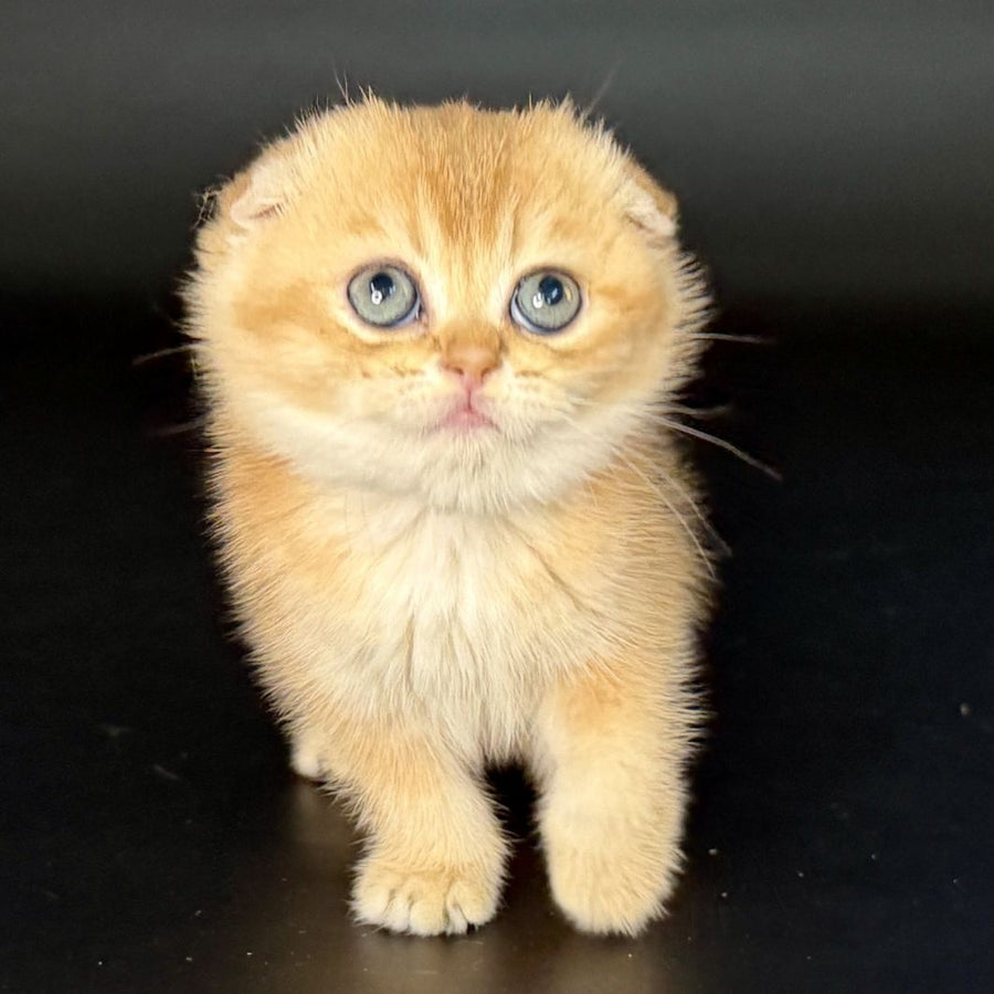 Ulani Scottish Fold female, black golden chinchilla