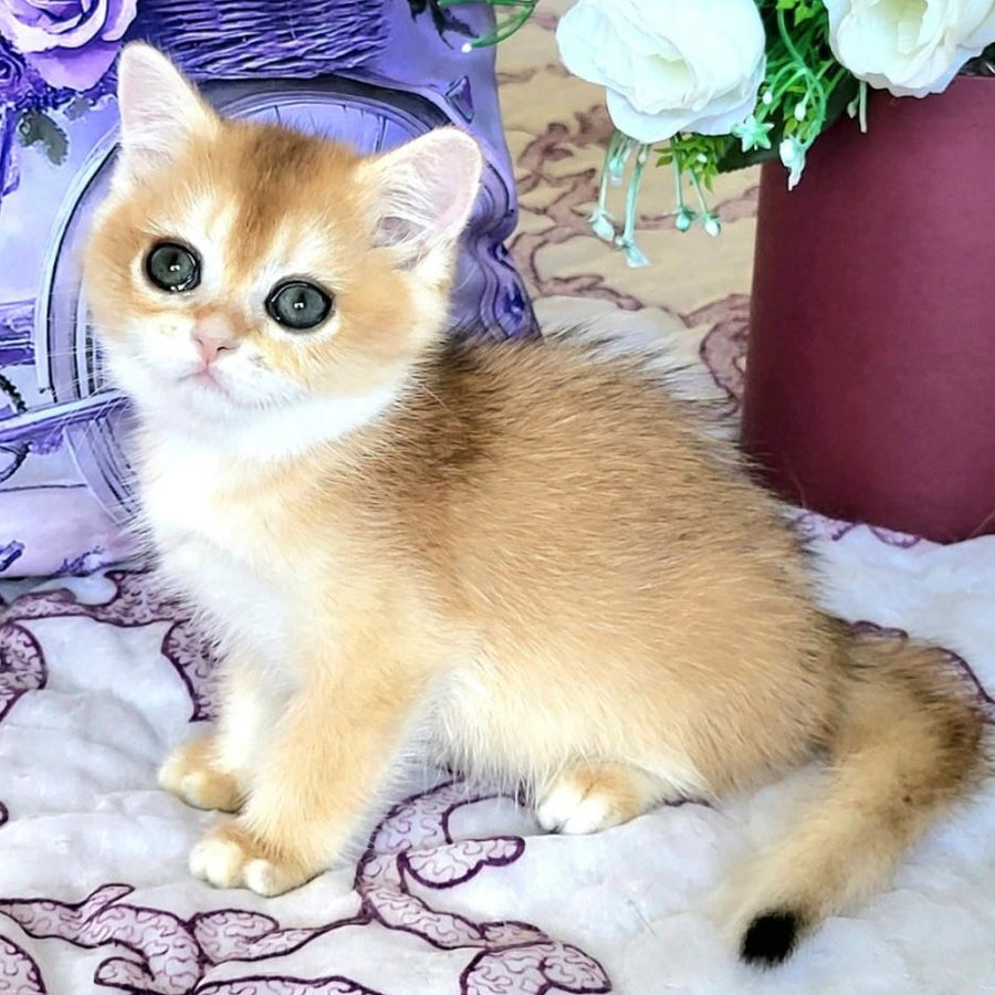 Yasmina British Shorthair female, black golden chinchilla