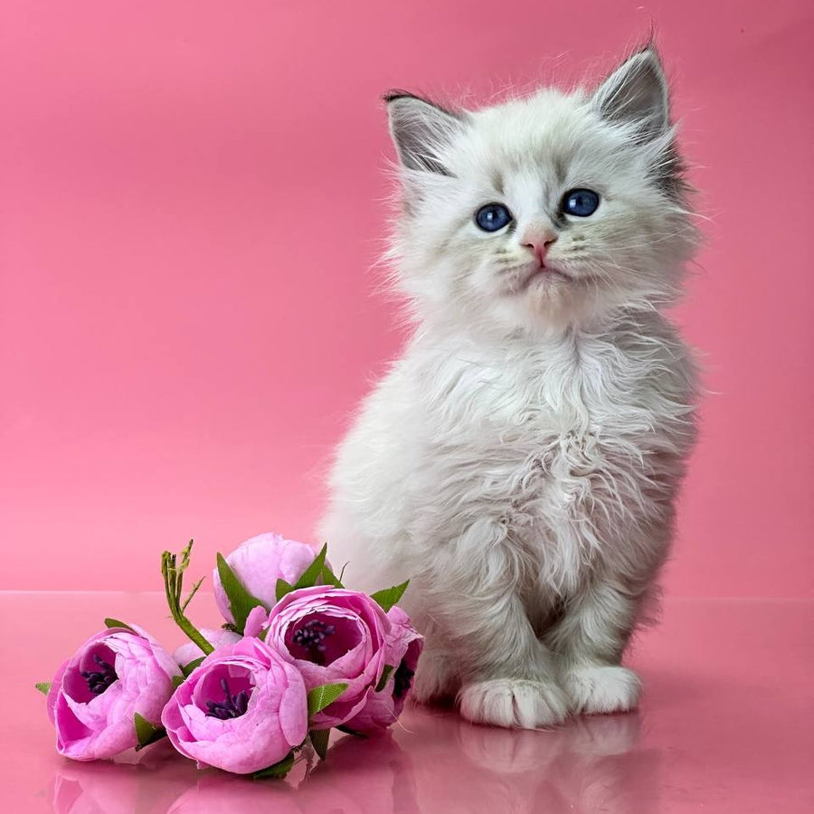 Aurelia Siberian female, seal tabby pointed