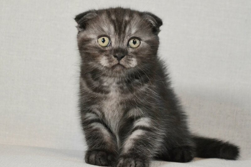 Simba Scottish Fold male black silver - live animals