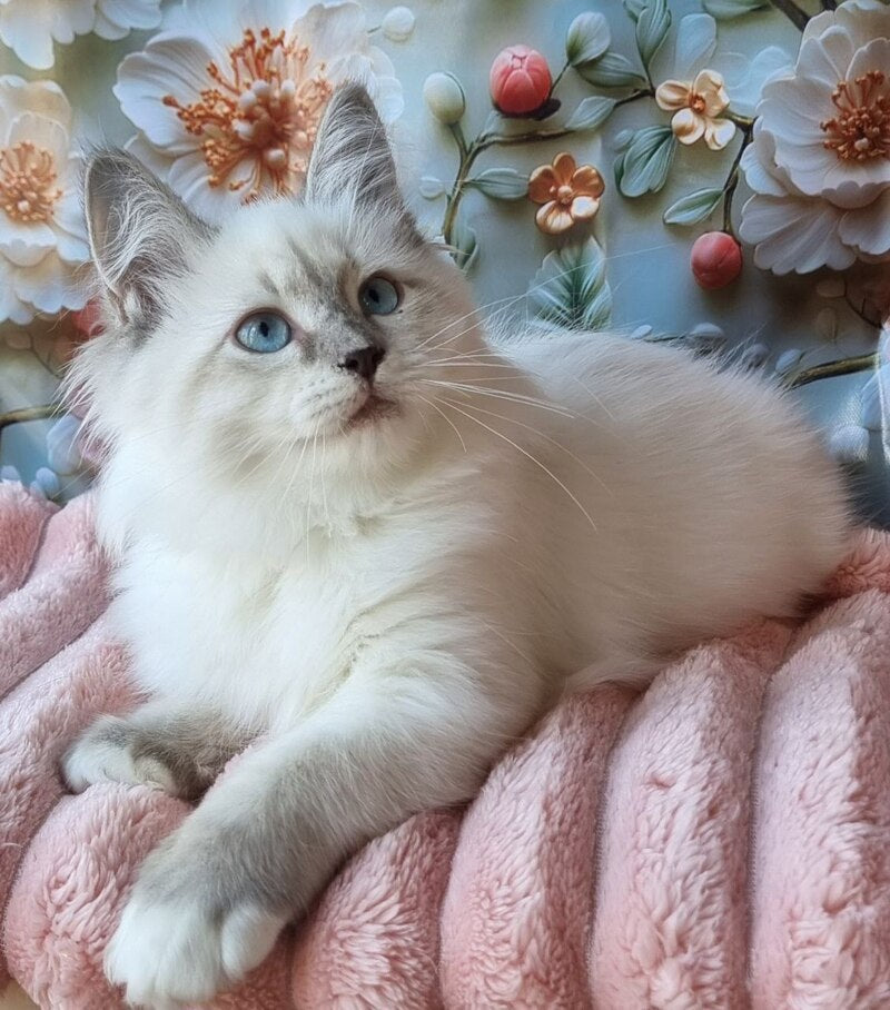 Pearl Siberian female, blue tabby pointed with white