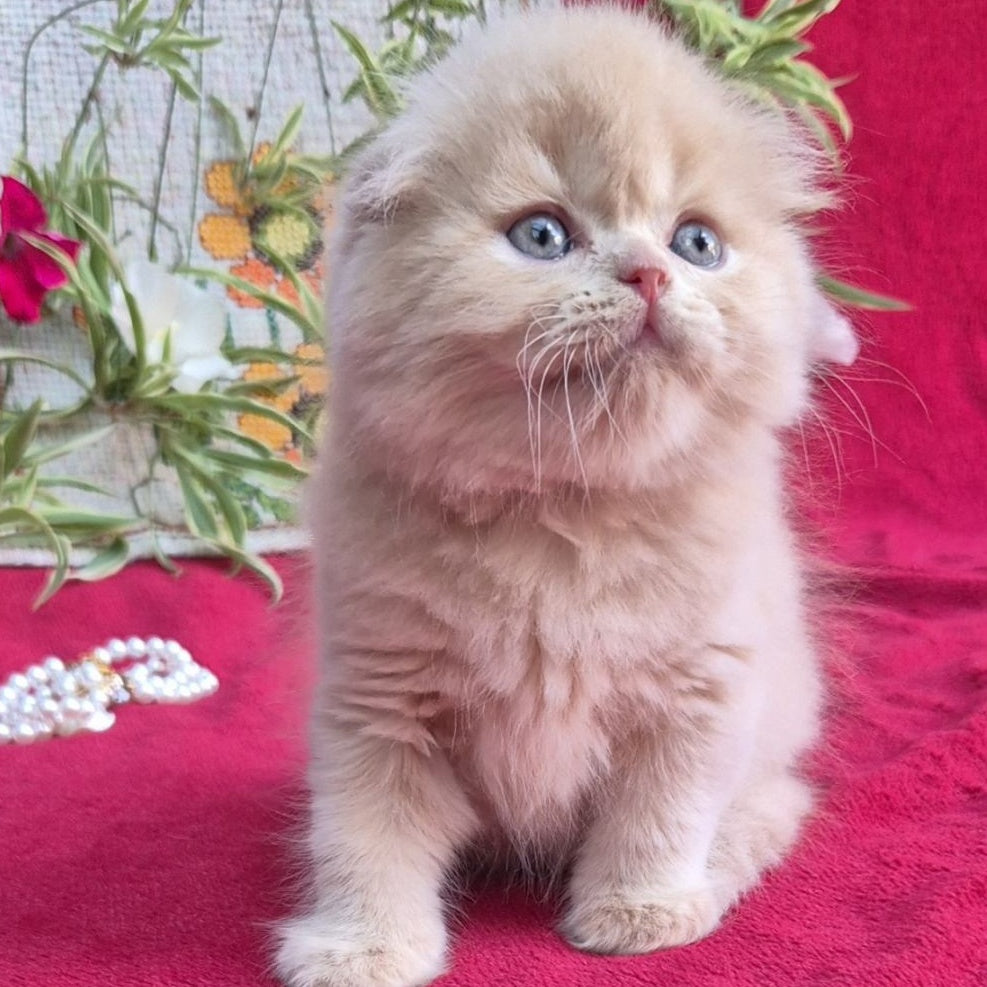Milo Scottish Fold male, cream