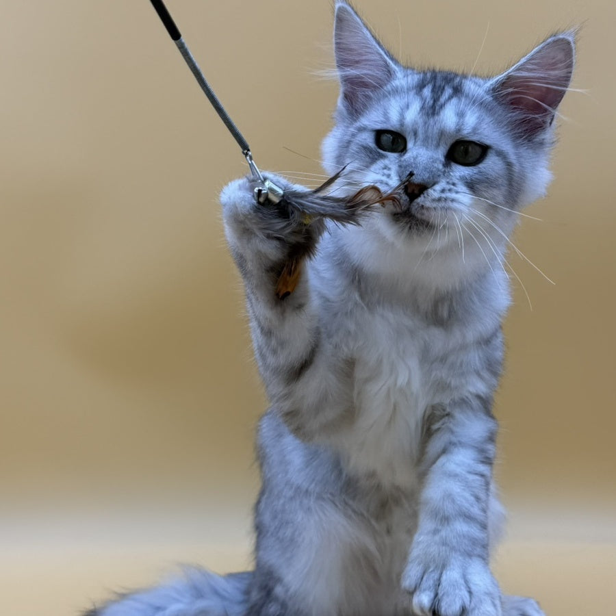Michelina Maine Coon polydactyl 6x6x6x6 female, black silver spotted tabby