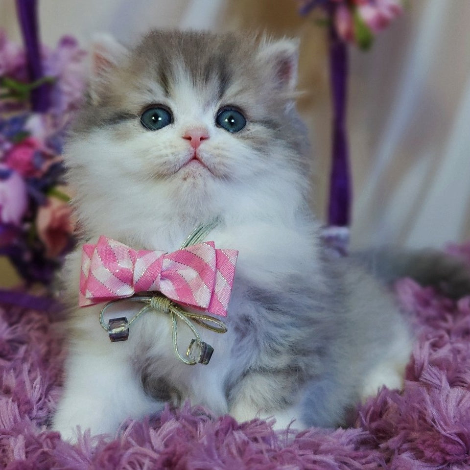 Watson British Longhair male, blue tabby bicolour