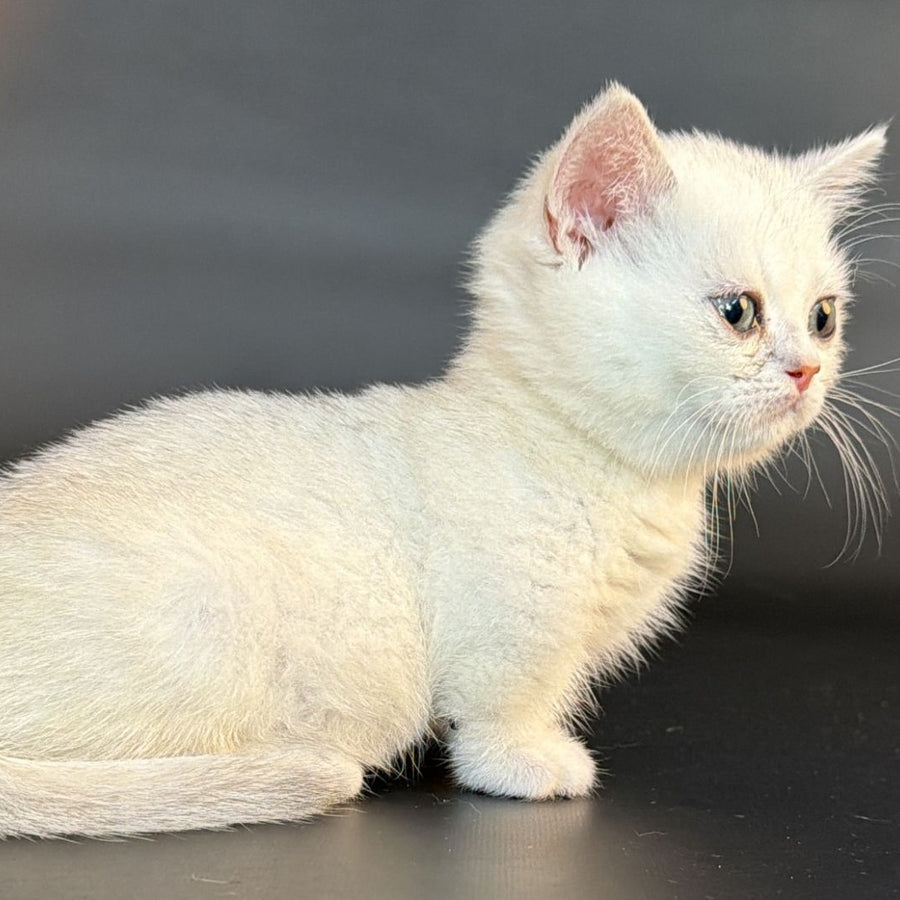 Rusty Munchkin male, black silver shaded