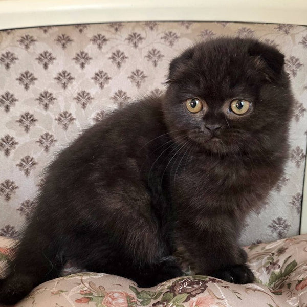 Filip Scottish Fold male, black