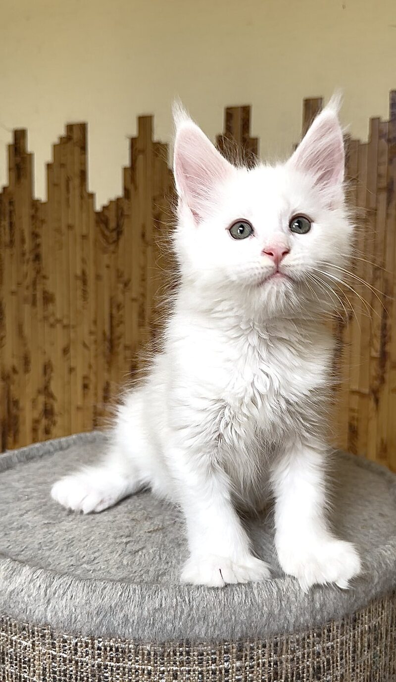 Usik Maine Coon polydactyl male, white