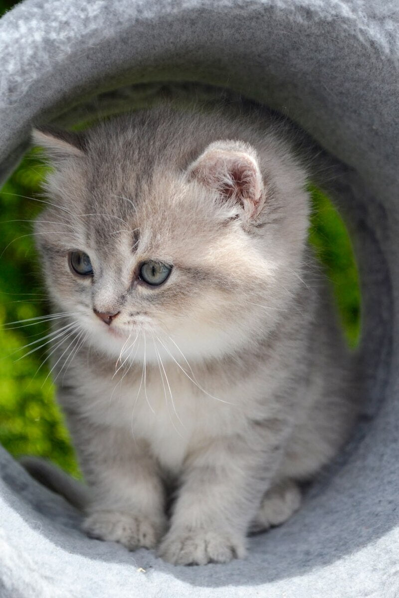 Elza Scottish Straight female blue ticked tabby - live animals