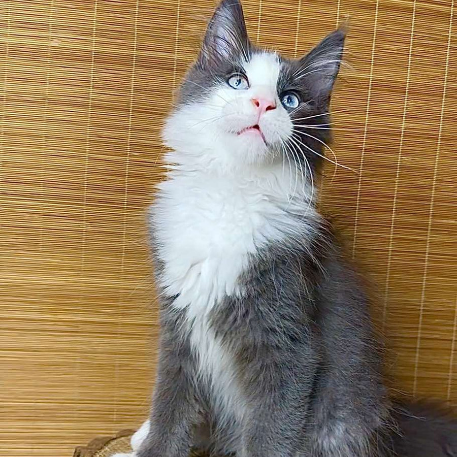 Lel Maine Coon male, blue bicolour