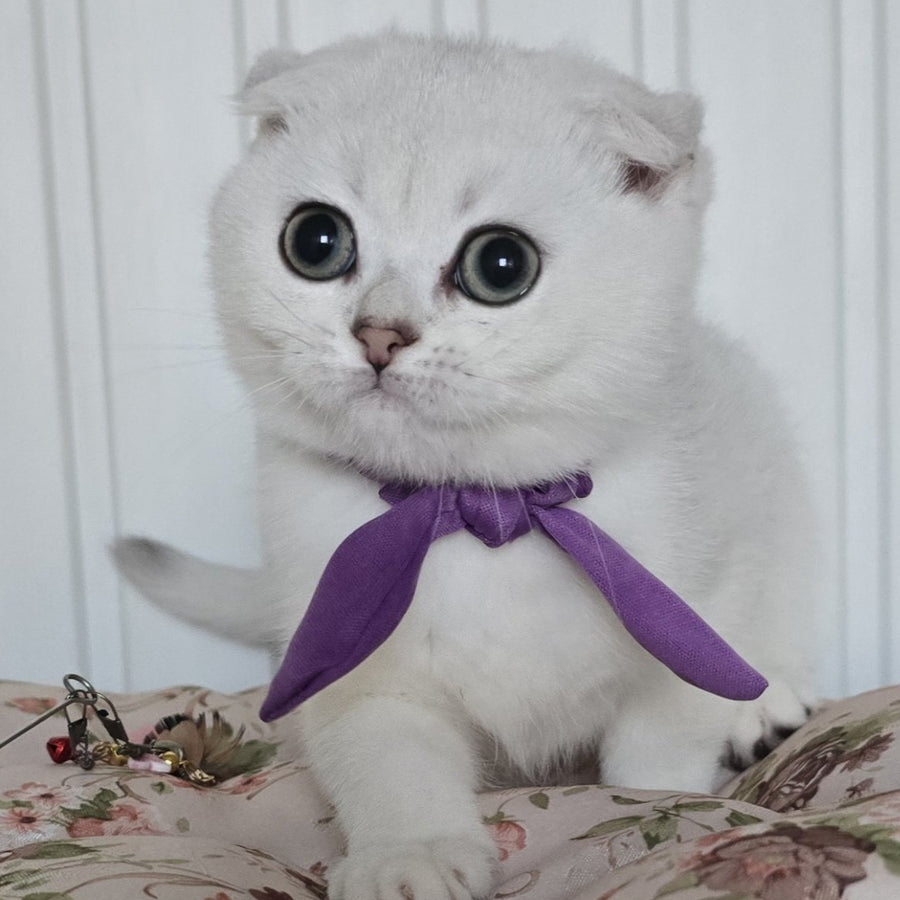 Yasya Scottish Fold female, black silver shaded