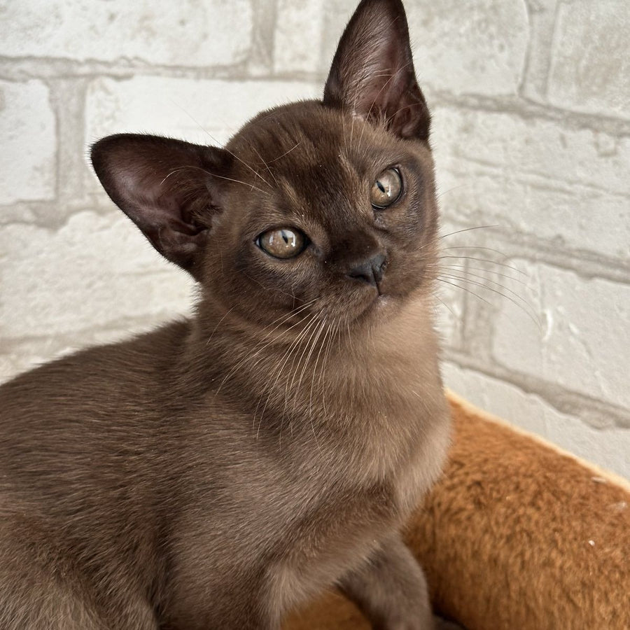 Unity Burmese male, sable