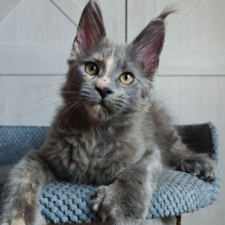 Buttercup Maine Coon polydactyl 5x6x6x6 female, blue tortie