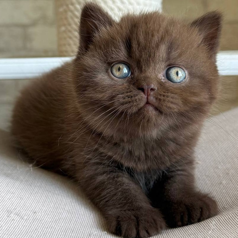 Bruno British Shorthair male, chocolate