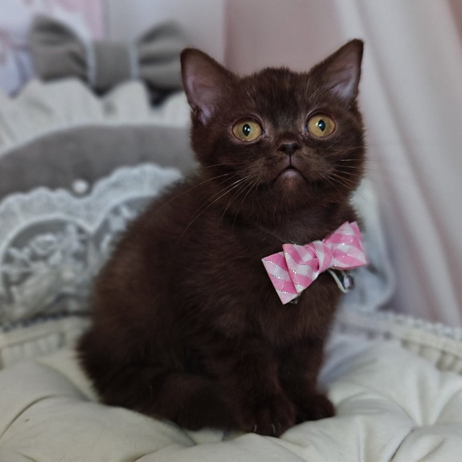 Volter British Shorthair male, chocolate