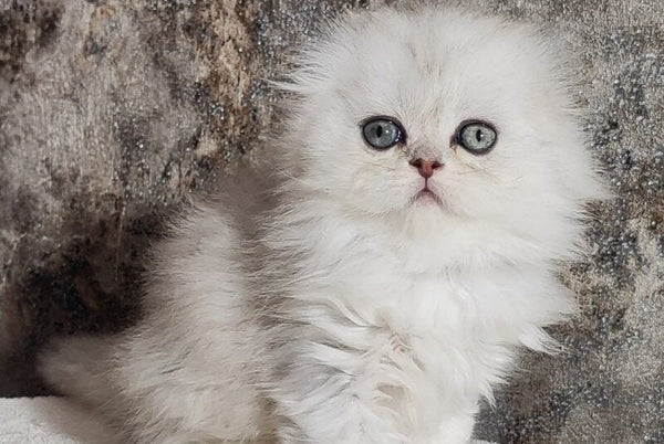 Spencer Scottish Fold male blue silver shaded - live animals