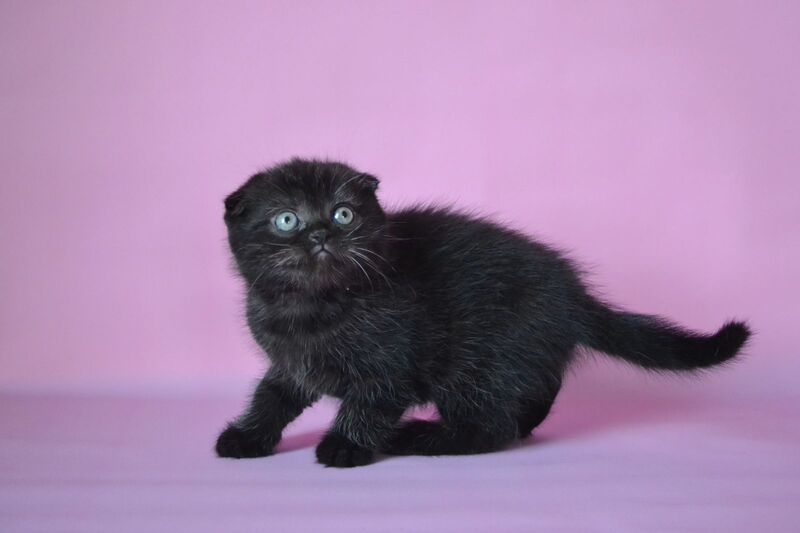 Mikola Scottish Fold male, black