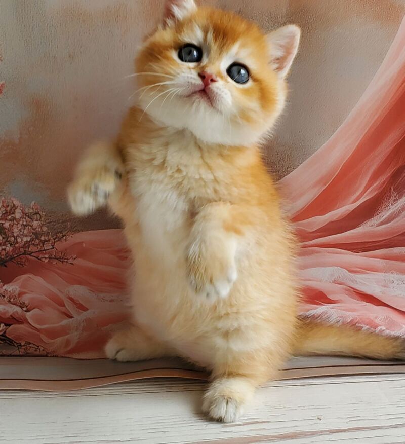 Jerry British Shorthair male, black golden shaded
