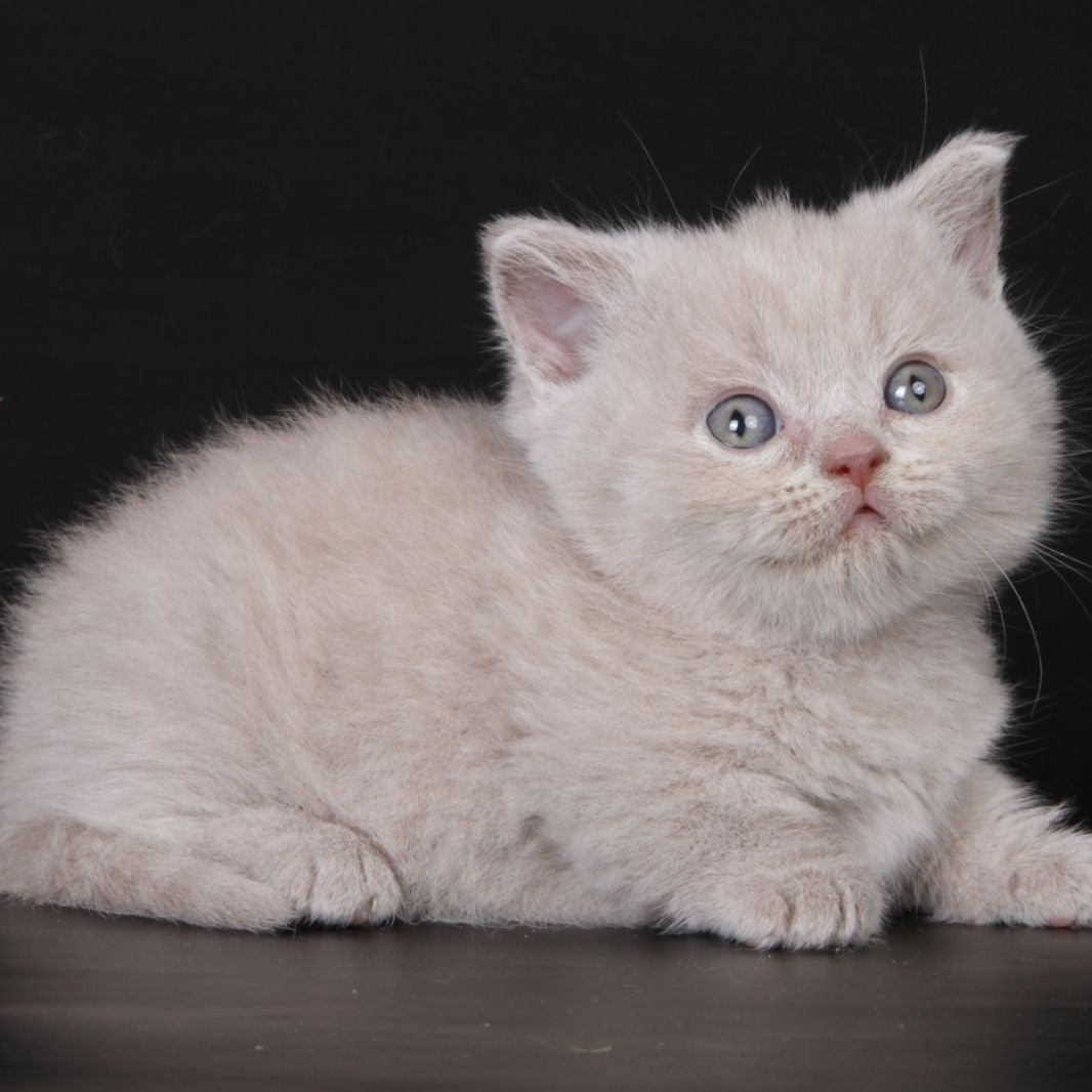 Zyro Munchkin male, lilac