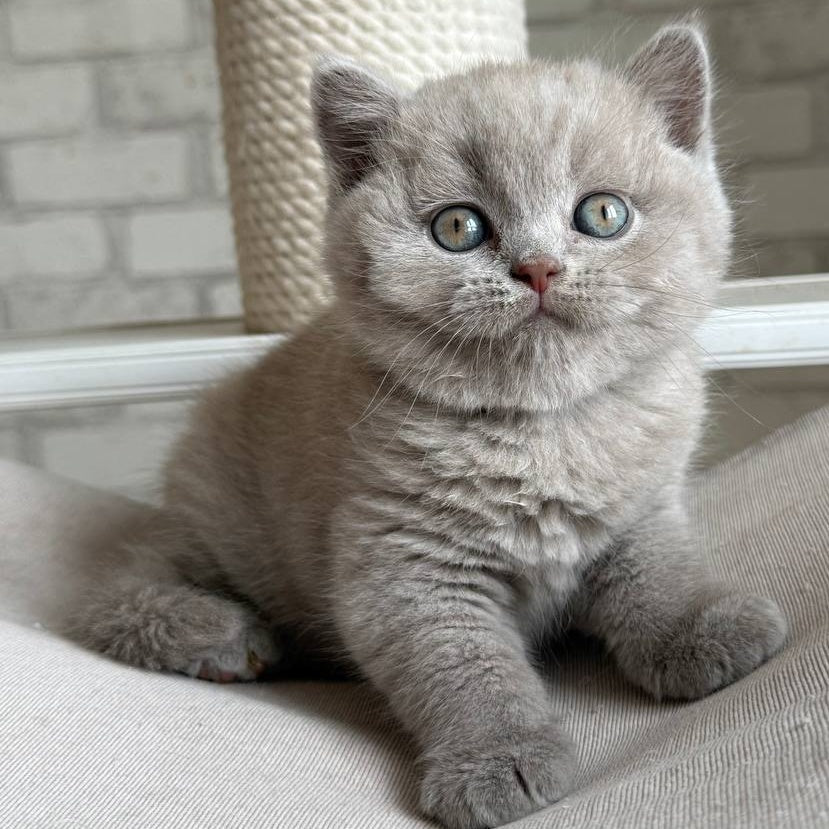 Bastian British Shorthair male, lilac