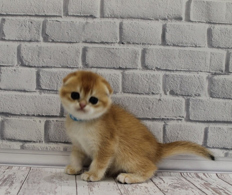 Gelios Scottish Fold male, black golden shaded