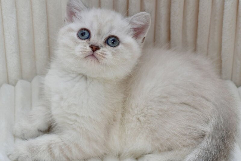 Jina Scottish Straight female blue tabby pointed - live animals