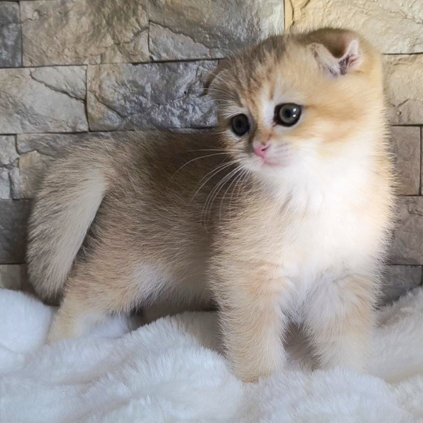Morris Scottish Fold male, black golden shaded