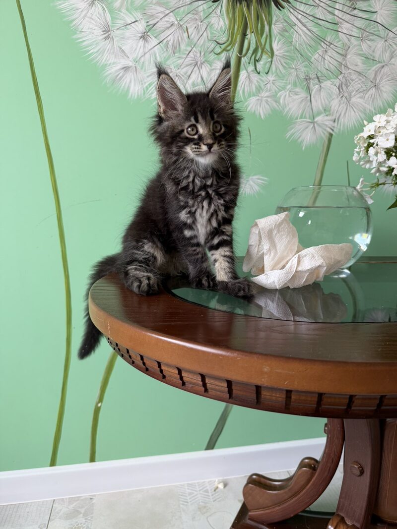 Tiger Maine Coon male, black tabby