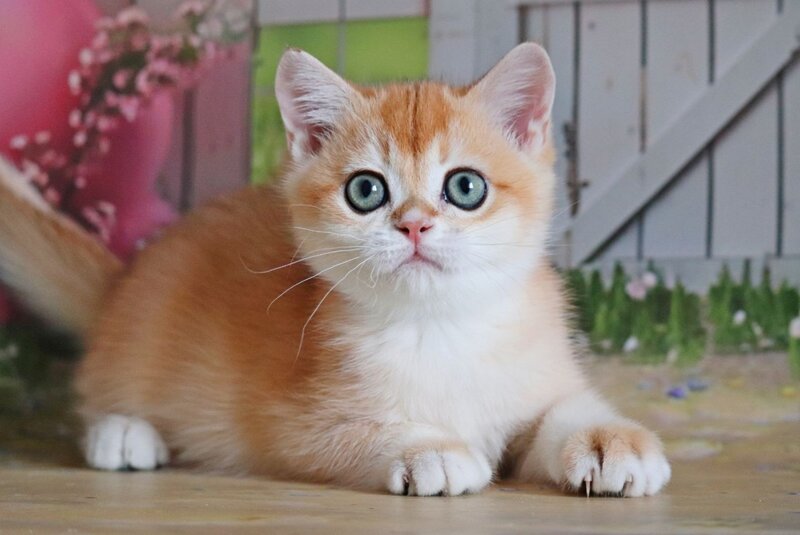 Parker British Shorthair female, black golden chinchilla