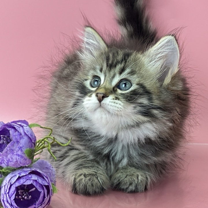 Yaros Siberian male, black tabby