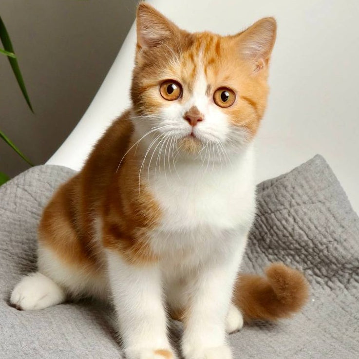 Olivia British Shorthair female, cinnamon tortie bicolour