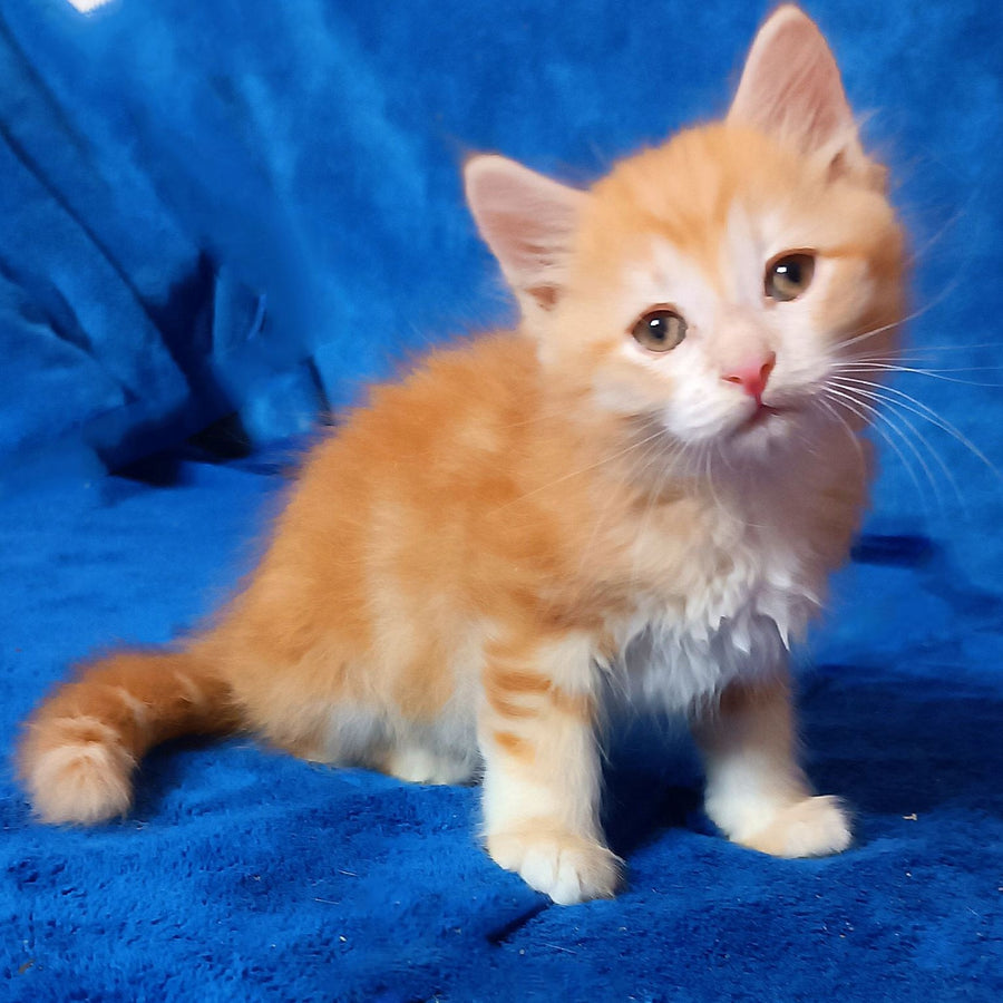 Elvis Siberian male, red tabby