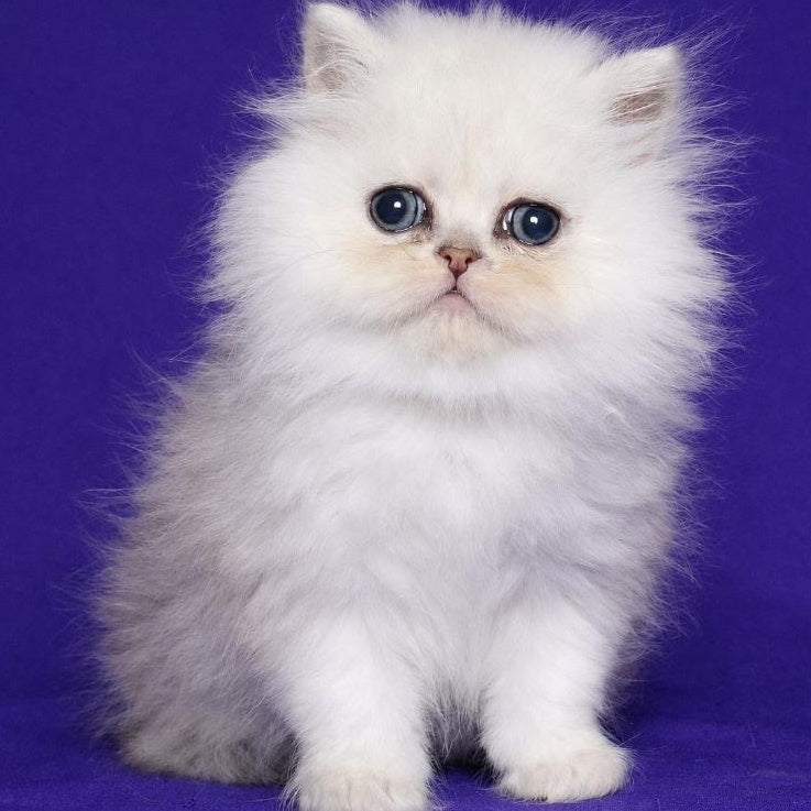 Jake Persian male, black silver shaded