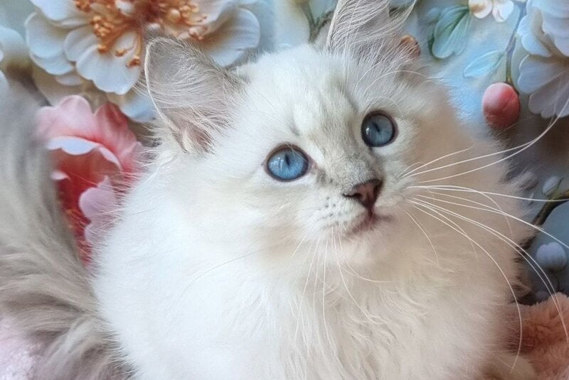Snowy Siberian female, blue tabby pointed with white