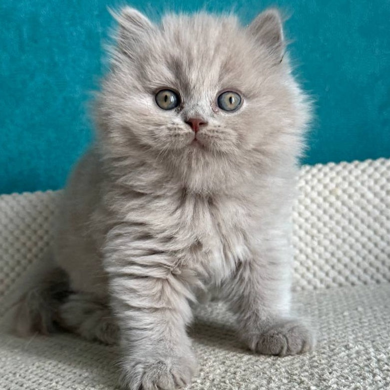 Bear British Longhair male, lilac