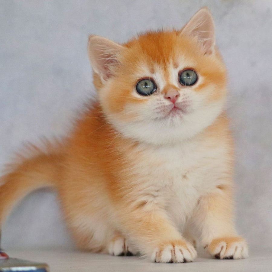 Zemfira British Shorthair female, black golden chinchilla