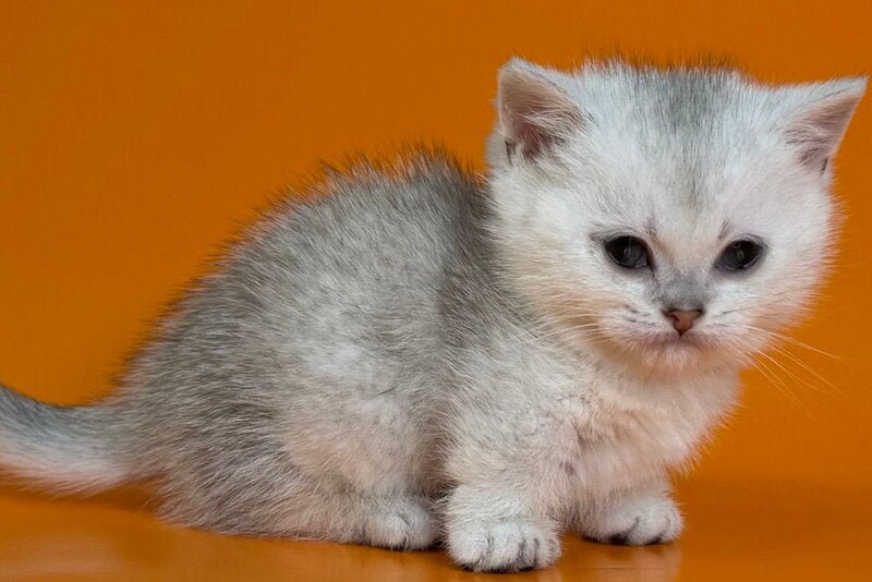 Zur Munchkin male black silver shaded - live animals
