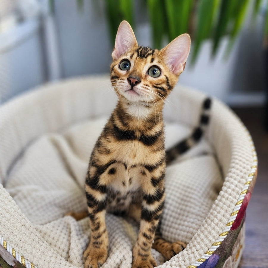 Indigo Bengal male, black spotted tabby