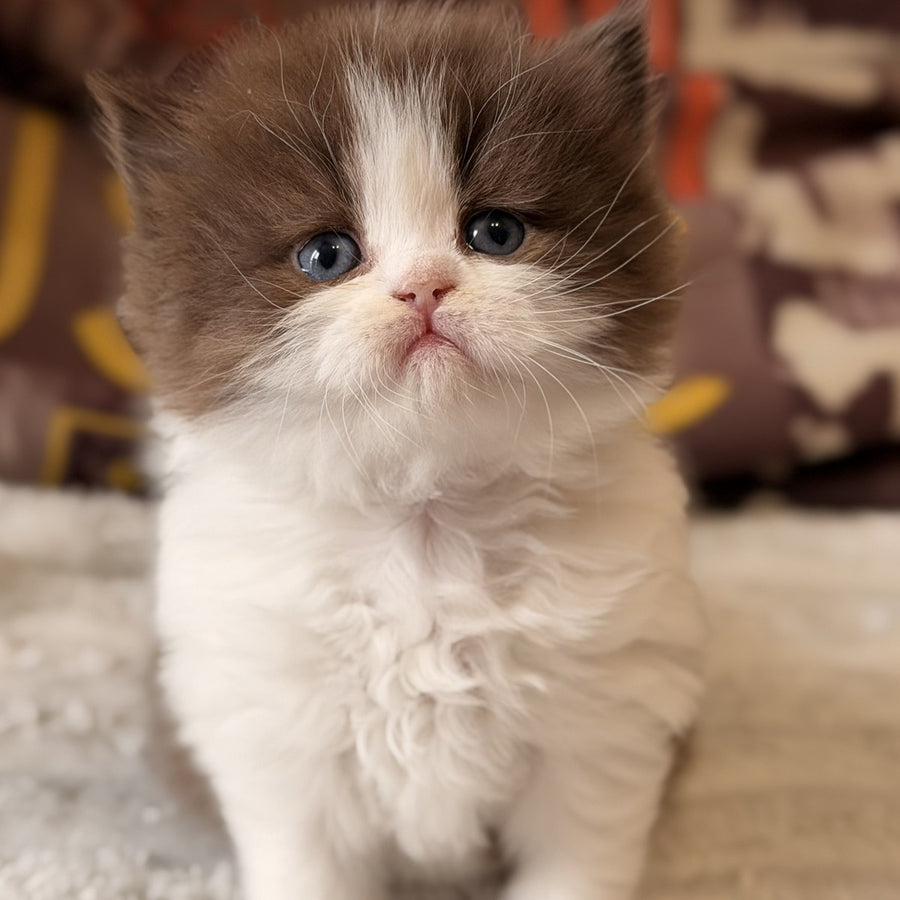 Amber British Longhair female, chocolate bicolour