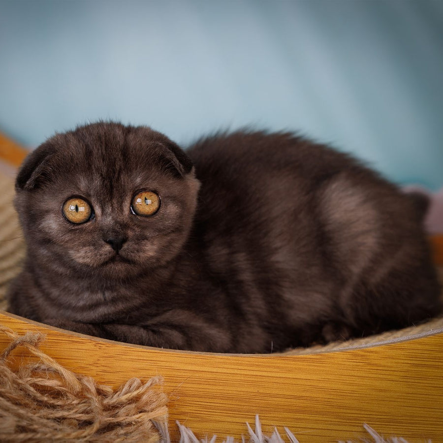 Yesenia Scottish Fold female, black silver