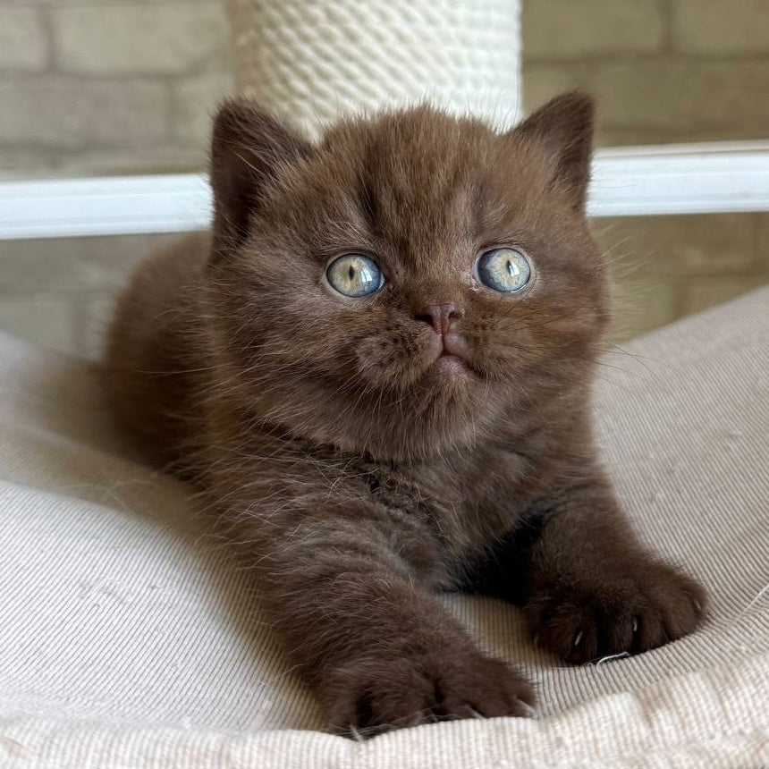 Bruno British Shorthair male, chocolate