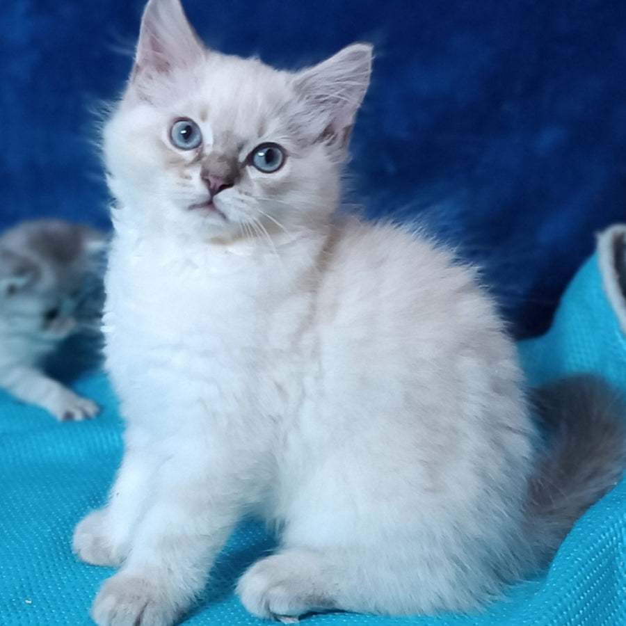 Duglas Siberian male, blue tabby pointed