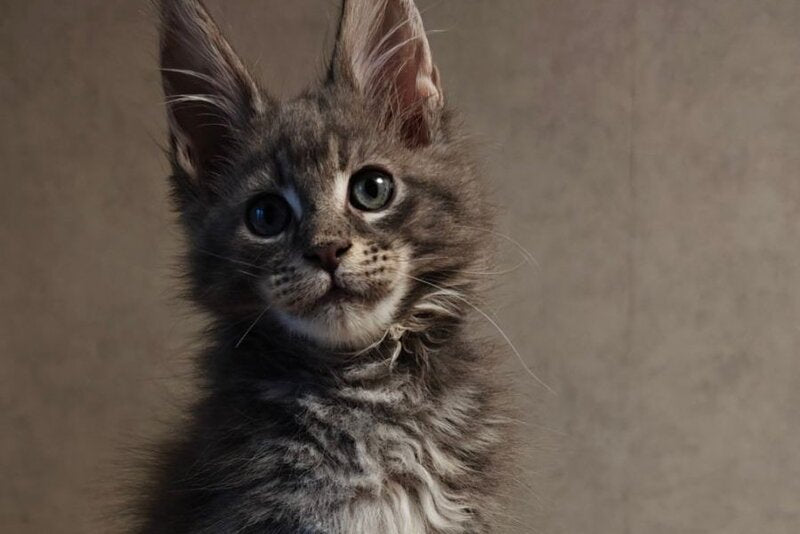 Skywalker Maine Coon male blue silver tabby - live animals