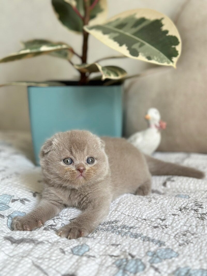Nala Scottish Fold female, lilac