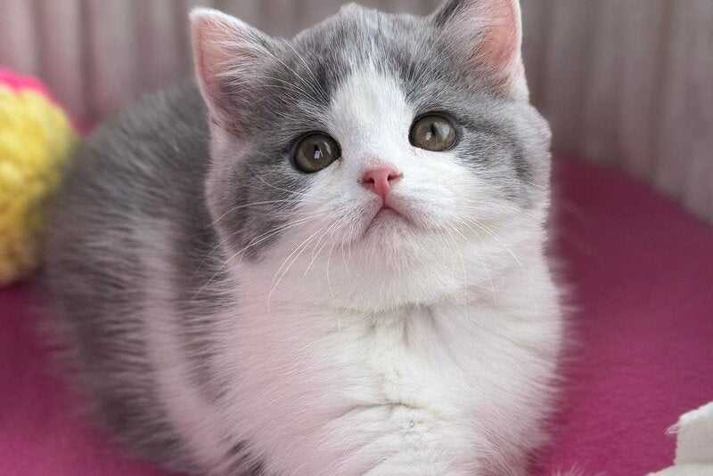 Alice Scottish Straight female, blue bicolour