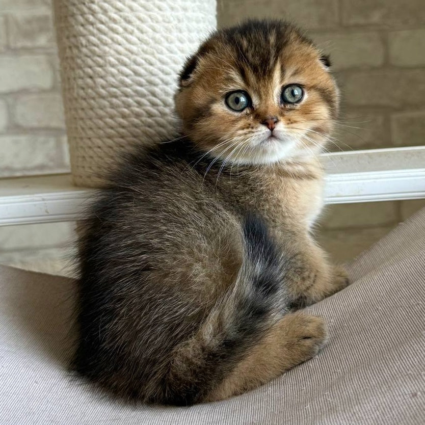 Fiona Scottish Fold female, black golden ticked tabby