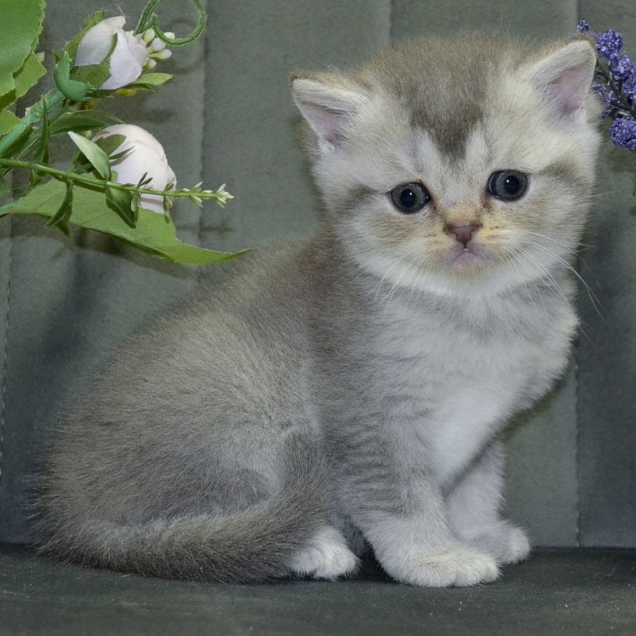 Alina Scottish Straight female, blue silver shaded