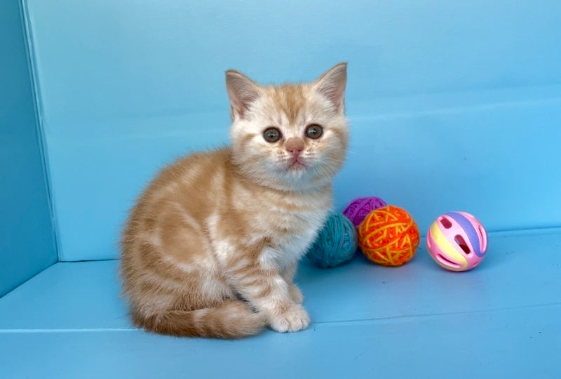 Wong-Pie British Shorthair male red silver tabby - live animals