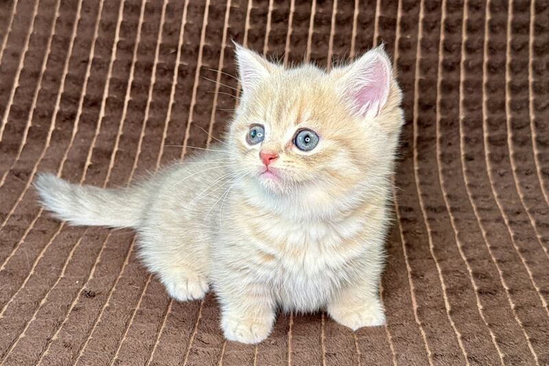 Marley Munchkin male, blue golden spotted tabby