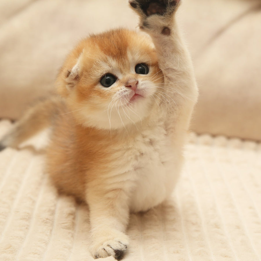 Icon Scottish Fold male, black golden shaded