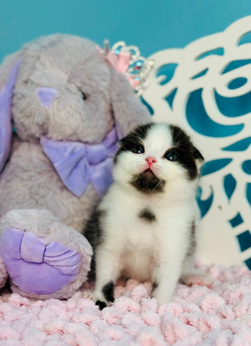 Bubble Scottish Fold male, black bicolour